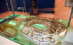 Excitement as the Giant Snake, Omieri, makes return to Nyanza