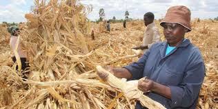 A maize farmer in Kenya. Farmers will now sell their maize to the National Cereals and Produce Board at a price of Kshs 2,300 per a 90kg maize bag