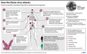 The Ebola Viral Disease- Causes, Symptoms, Treatment and Prevention; All you need to know about Ebola