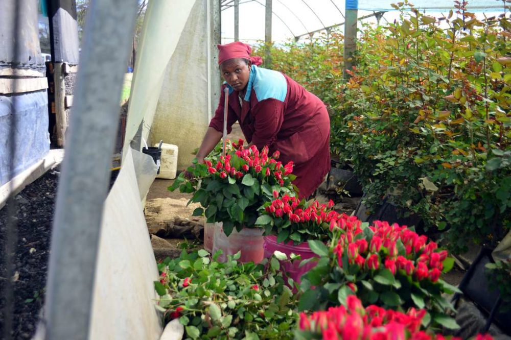Red roses- A flower farm in Kenya.