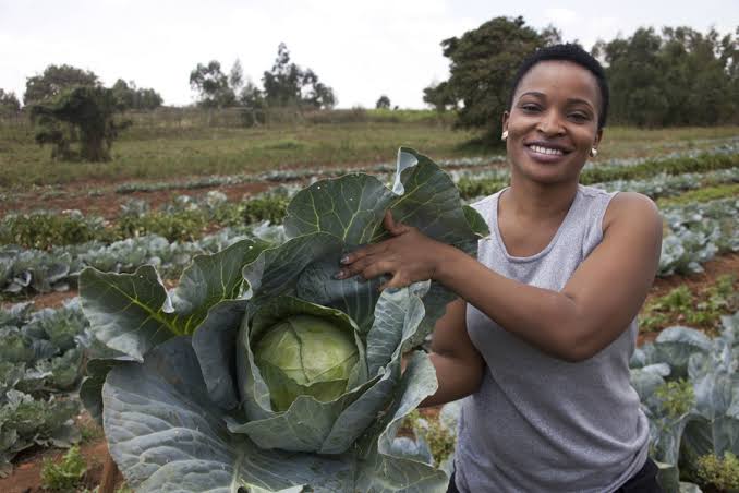 How the Kenyan Government is using  Youth To Sustain the Agriculture Sector